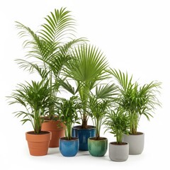Fototapeta premium A group of potted plants on a white background