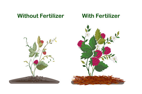 Comparison of plant growth with and without fertilizer. Two raspberry bushes, of stunted plant grown without fertilizer versus lush, fruit bearing bush enhanced by soil nutrients. Vector illustration