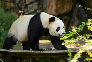 Obraz premium View on a young panda