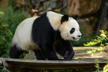Fototapeta premium View on a young panda