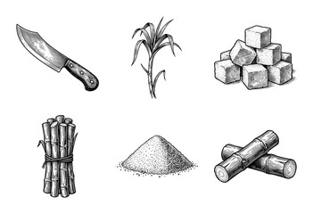 Vintage engraving style sugarcane production set featuring stalk bundles, raw sugar crystals, cubes, and harvest knife illustrations.