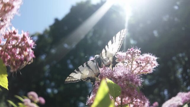 Back view of Scarce Swallowtail butterfly with wings spread as it drinks nectar from rosy-pink Meadowsweet on sun rays, backlit by sun 
