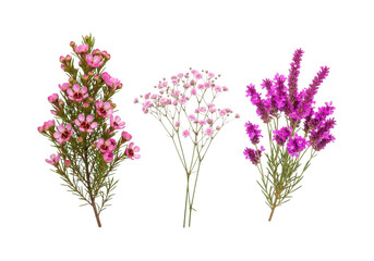 Three different pink and purple flowering plants on transparent background