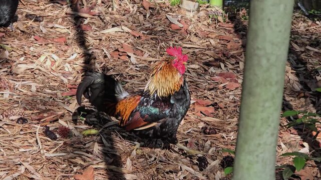 A pompous, proud rooster walks down the street during the day