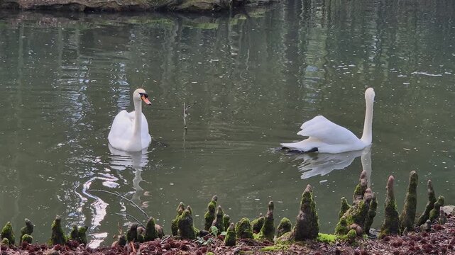 A pair of white swans swim on a pond with a waterfall on a sunny day