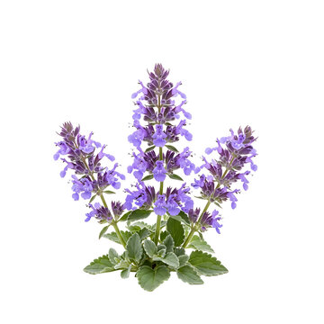 Purple catmint flowers and green leaves isolated on transparent background