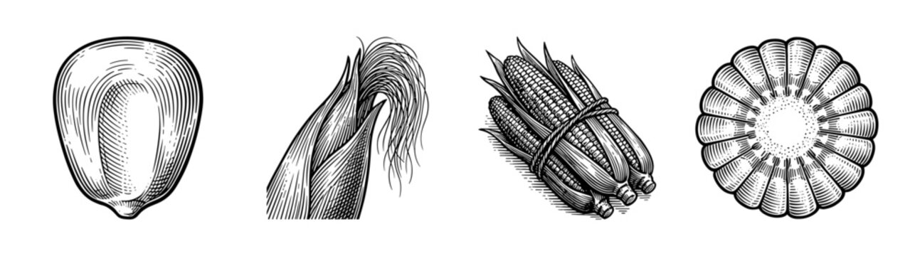 Vintage engraving style corn botanical illustration set featuring a single kernel, husks with silk, a bundle of cobs, and a cross section of maize.