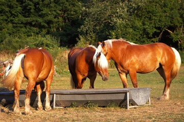 MANADA DE CABALLOS LAGO CHAMB&Oacute;N. FRANCIA. EUROPA.