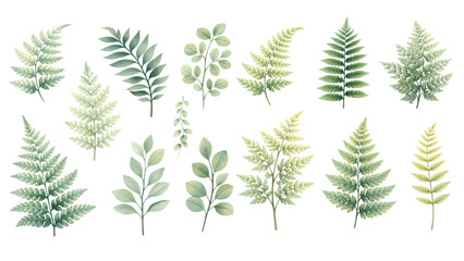 Fototapeta premium A charming watercolor collection of botanical fern leaves, including delicate fronds, soft green branches, and airy foliage in natural hand-painted detail.