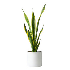 A potted snake plant with long, pointed leaves in a white pot.