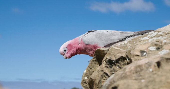 Galah Pink and Grey Cockatoo Australian Birds
