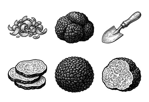 Vintage engraving style collection of black truffles featuring whole fungi, sliced pieces, shavings, and a small gardening trowel