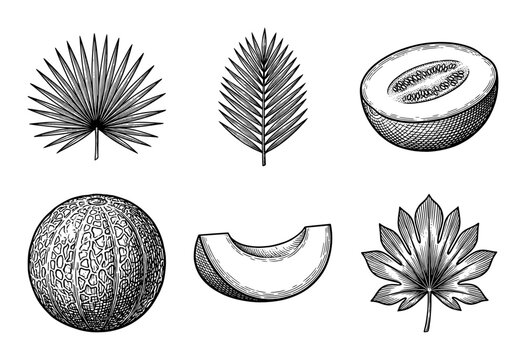 Set of hand drawn vintage engravings featuring various tropical palm leaves and cantaloupe melon fruit in a classical woodcut style