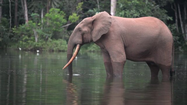 African forest elephant
