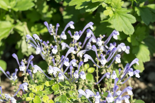 Beautiful Tashiroi Skullcap (Scutellaria tashiroi Hayata) flowers.