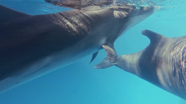 Close up - Friendly dolphin with an irregular bite swims close and looking at camera. Bottlenose dolphin with an injured jaw swims under surface of blue water, peeking curiously into lens, slow motion