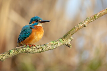 Fototapeta premium Common Kingfisher (Alcedo atthis) perched on a mossy branch against a soft blurred background.