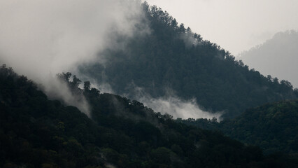 Green tropical rainforest jungle in the clouds and fog in the mountains, Bali, Indonesia