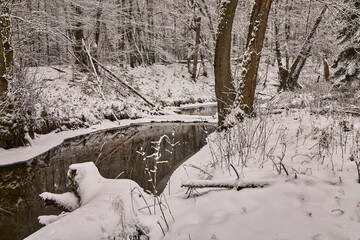Lasy bukowe Puszczy Noteckiej, dzika rzeka Bukówka, Wielkopolska, Polska © Zbigniew