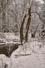 Zima w lasach Puszczy Noteckiej, las bukowy, płynąca dzika rzeka Bukówka, Wielkopolska, Polska © Zbigniew