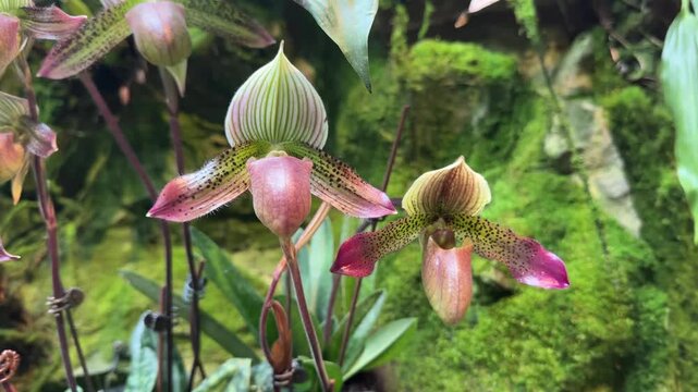 Beautiful Venus Slipper Orchid (Paphiopedilum Superbiens)