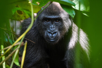 western gorilla, Gorilla gorilla © tomjunek.com