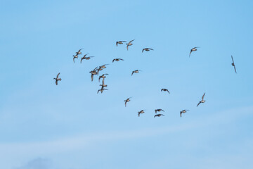 Fototapeta premium Northern Pintail, Anas acuta, birds on marshes