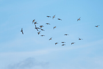 Fototapeta premium Northern Pintail, Anas acuta, birds on marshes