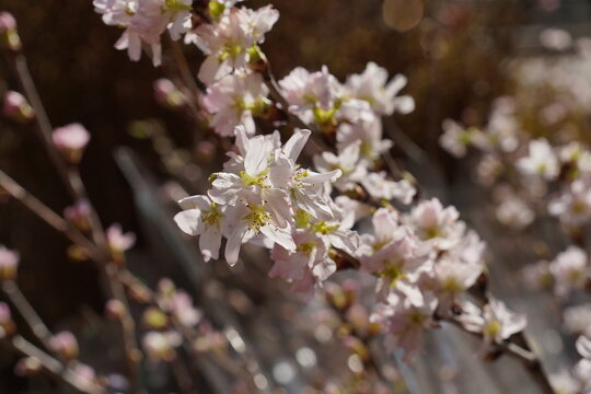 blooming cherry tree