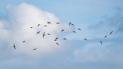 Fototapeta premium Northern Pintail, Anas acuta, birds on marshes