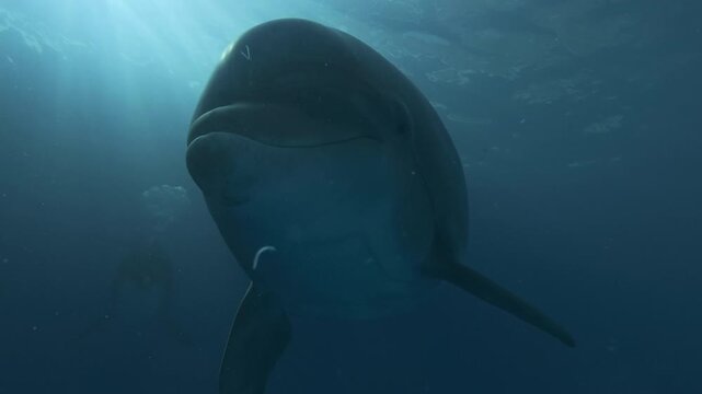 Close up - Curious bottlenose dolphin looks at camera, flaps its fins like butterfly's wings and releases stream of air bubbles. Portrait of playful dolphin in dancing rays of morning sun light