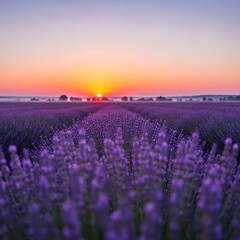 Obraz premium Sunrise over a vast field of blooming lavender in Provence, France