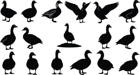 Black vector silhouette set of various ducks and geese in different poses including swimming standing and flying for farm poultry and waterfowl nature branding © Abida