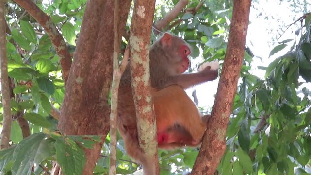 A macaque monkey eating rice in a tree in Myanmar