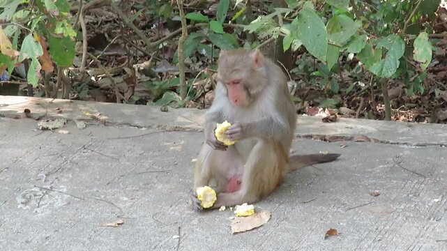 A macaque monkey eating sweetcorn by the roadside in Myanmar