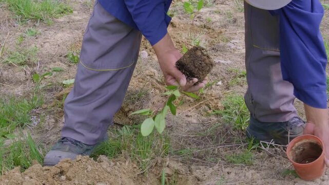 Gardener hand planting young green sprout with root soil plug into garden ground outdoor.