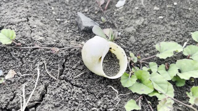 Empty snail shell abandoned on dark soil in the garden
