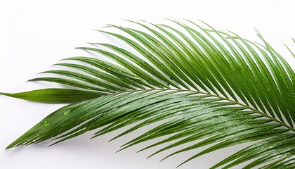 Fototapeta premium green palm frond with water droplets isolated on white background