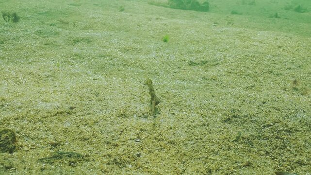 Pregnant male of seahorse swims over sandy seabed covered in golden-brown biofilm of microalgae with multitude of tiny gas bubbles silvering in evening light. Underwater scene of Black Sea marine life