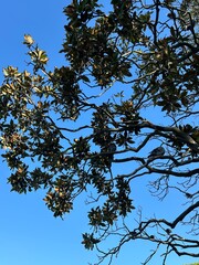 tree branches against blue sky