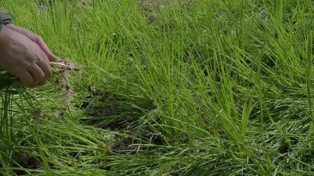 Hands holding freshly pulled green grass with exposed roots over lush lawn field concept of weeding or planting.