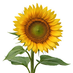 Obraz premium A large and vibrant sunflower with green leaves on a white background