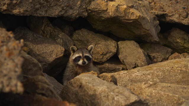 A cute raccoon emerges from the rocks