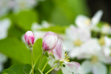 Close up of blooming apple tree flowers with white and pink petals. Beautiful spring branch of blossoming apple tree in a garden on a sunny day, nature background.