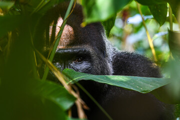 western gorilla, Gorilla gorilla © tomjunek.com