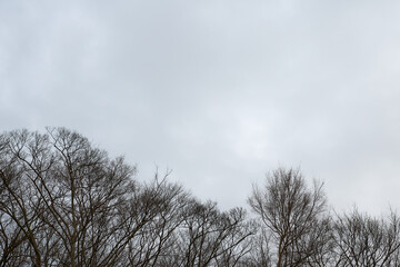 寂寥感漂う冬の曇り空と寒々しい裸木の景観