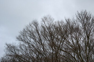寂寥感漂う冬の曇り空と寒々しい裸木の景観