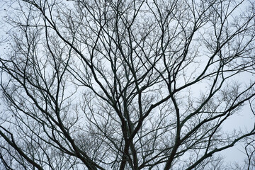 冬の空に網目状に広がる落葉した樹木の幾何学的な枝ぶり
