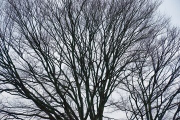 冬の空に網目状に広がる落葉した樹木の幾何学的な枝ぶり