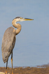 Fototapeta premium 00684-06401 Great Blue Heron (Ardea herodias) at wetland Marion Co. IL